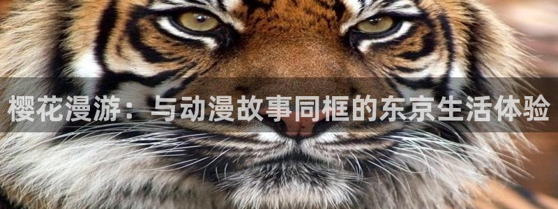 omofun动漫正版：樱花漫游：与动漫故事同框的东京生活体验